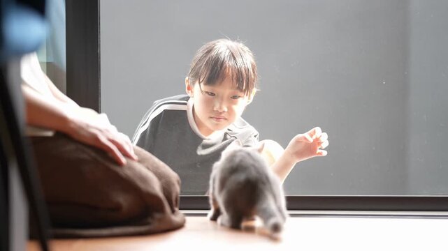 Child smiles warmly near curious cat. Sunlight streams through window, soft and gentle. Child reaches out, gently interacting with feline. Cat watches attentively, ears perked, eyes focused