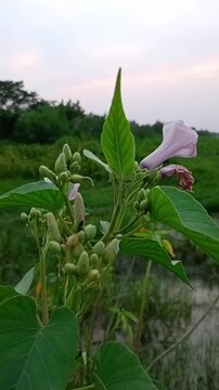 Beautiful wild flower blooming in the green field at evening