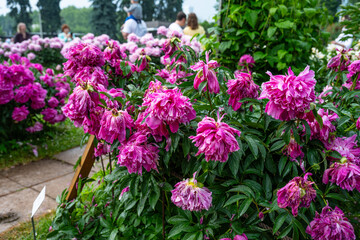 Obraz premium Beautiful purple peonies in the garden.