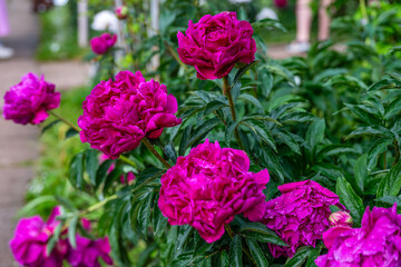 Fototapeta premium Beautiful purple peonies in the garden. Flowering purple peonies in the garden.