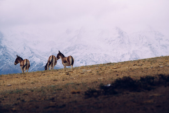 Tibetan wild asses roam freely at the foot of the Himalayas.