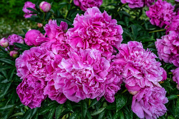 Fototapeta premium Beautiful purple peonies in the garden. Flowering purple peonies in the garden.