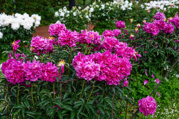Fototapeta premium Beautiful purple peonies in the garden. Flowering purple peonies in the garden.
