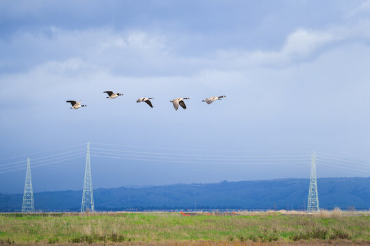A flock of Canada geese flying in a formation against a cloudy sky over power pylons and power cables. California. USA.