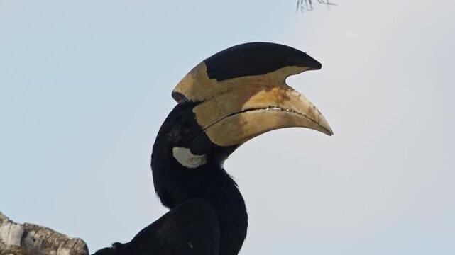 Close up wildlife footage of a Malabar pied hornbill perched in a natural outdoor environment in Sri Lanka