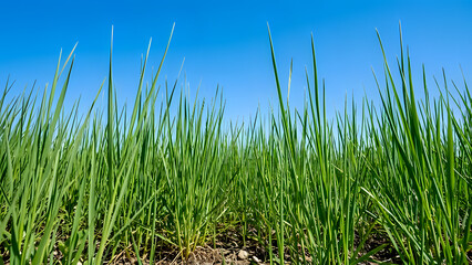 Obraz premium green grass and blue sky