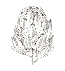 Hand drawn protea flower vector © Marina Gorskaya