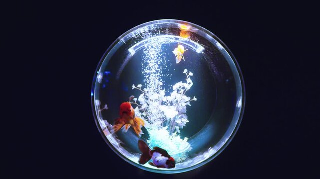 Goldfish in Artist Bowl, Isolated in Black Background