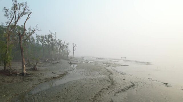 Drone view of skeletal trees on a foggy, muddy beach in Kuakata