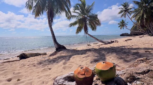 Static shot of Playa Fronton with two young coconuts in the foreground, Las Galeras, Samana, Dominican Republic