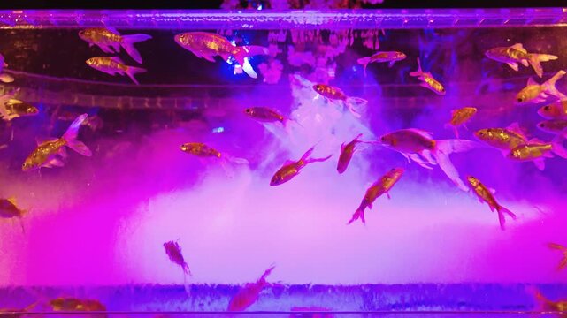 Goldfish in Cyberpunk Display with Smoke and Neon Lights, Japan