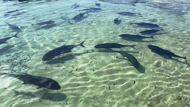 4K footage of giant trevally swimming in pristine shallow waters at remote Farquhar Atoll, Seychelles, during a sunny day.