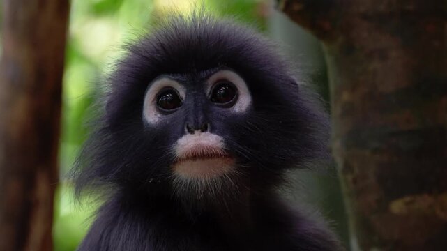 4K close-up handheld footage of a Dusky Langur monkey (Trachypithecus Obscurus) with expressive eyes resting in the lush jungle of Khao Sok National Park, Thailand.