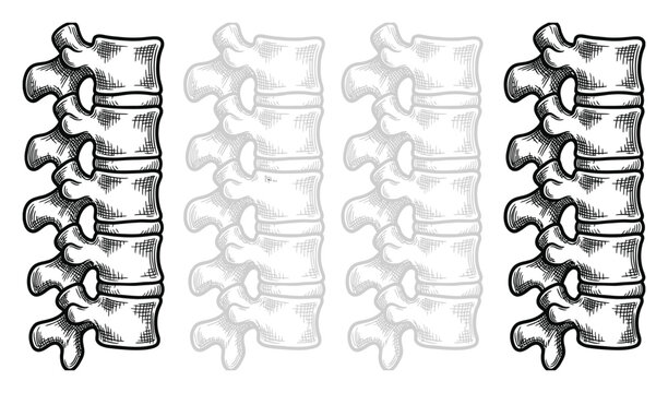 人体の脊椎骨の構造を示す解剖学的なスケッチ風のイラストレーション