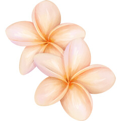 Fototapeta premium Watercolor Illustration of Beautiful Plumeria Flowers