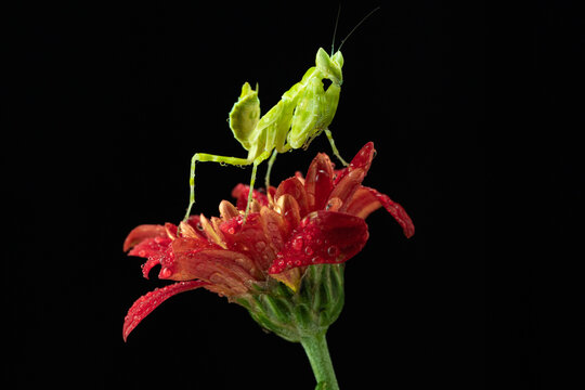 Macro photography of green praying mantis perched on a red flower covered with water droplets against a black background