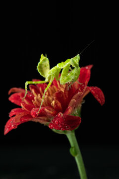 Macro photography of green praying mantis perched on a red flower covered with water droplets against a black background