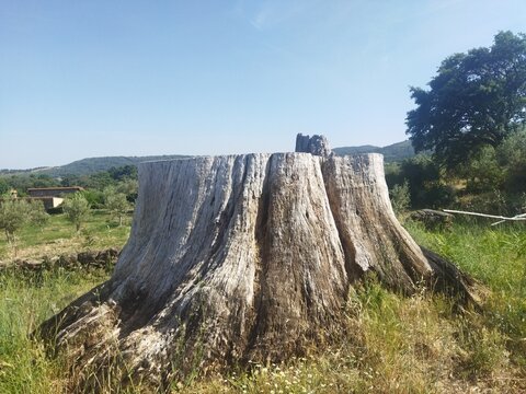 Gran toc&oacute;n de &aacute;rbol seco y cortado en un paisaje rural de la Sierra de Gata, C&aacute;ceres, Extremadura, Espa&ntilde;a.
