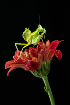 Macro photography of green praying mantis perched on a red flower covered with water droplets against a black background