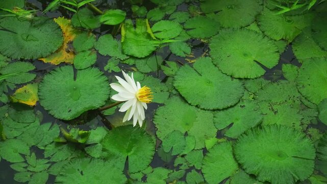 white water lily with yellow center floats on calm pond among green lily pads. gentle rain drops fall creating peaceful water lily atmosphere. serene water lily background with space for text