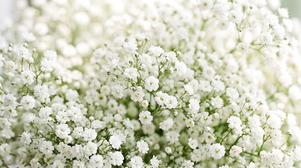 Obraz premium Close up view of delicate white baby breath flowers bouquet with gypsophila