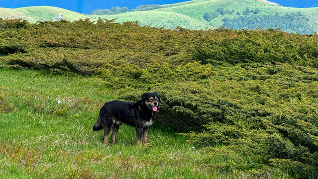 Black dog on a sunlit green hillside with distant mountains suitable for pet editorial lifestyle blogs and social media campaigns,  Babin Zub Serbia