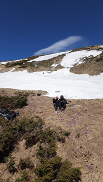 Couple hikers resting on mountain meadow with crocuses