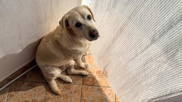 Tan labrador mix sits in a sunlit corner on tile floor with warm side light suitable for pet care and adoption listings social media and editorial use, 5 May 2026 Subitica, Serbia