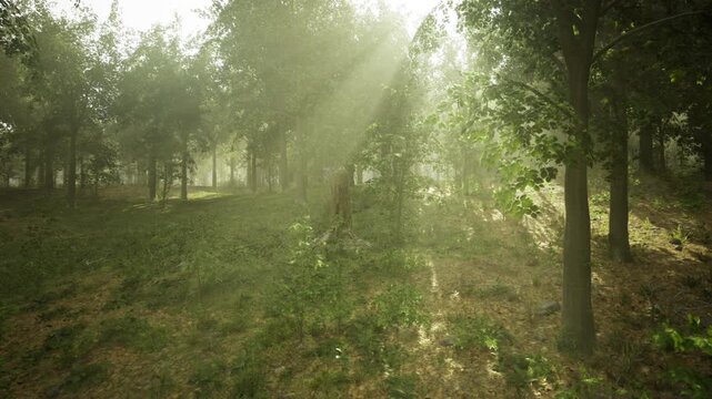 Dappled sunlight through misty french woods with soft rays and ferncovered floor, atmospheric haze creates cinematic glow and meditative mood, evocative