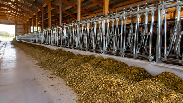 Realistic photo, organized row of feed bunks filled with freshly prepared ration inside a bright modern dairy barn before evening feeding, no people