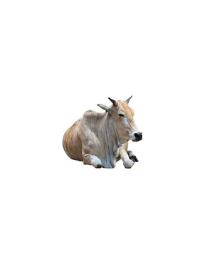 Isolated light brown Indian cow resting on a transparent background