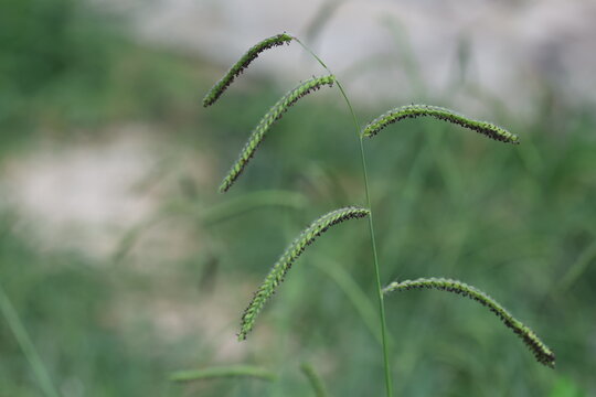 Dallisgrass (Paspalum dilatatum) Seed Head Close-Up in Field