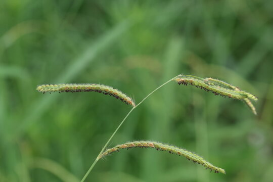 Dallisgrass (Paspalum dilatatum) Seed Head Close-Up in Field