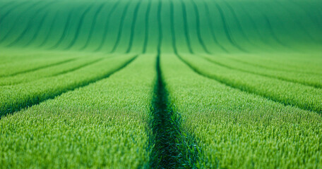 Obraz premium Green wheat field with tractor tracks