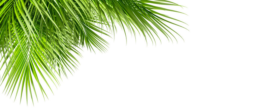 Green Tropical Palm Leaves Foreground Overlay PNG