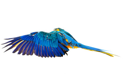 Blue-and-yellow macaw in studio © cynoclub