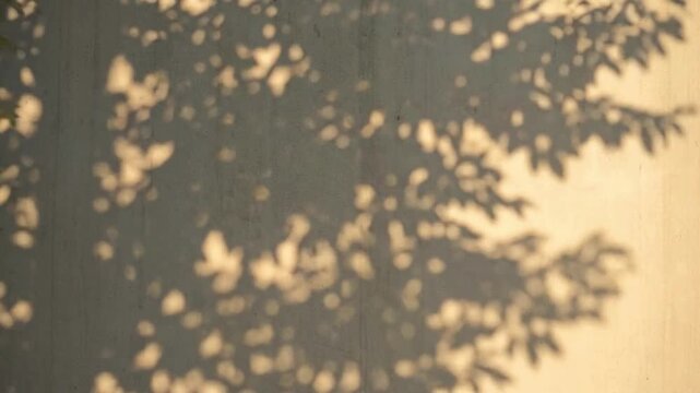 Natural tree leaf shadows moving across sunlit concrete wall