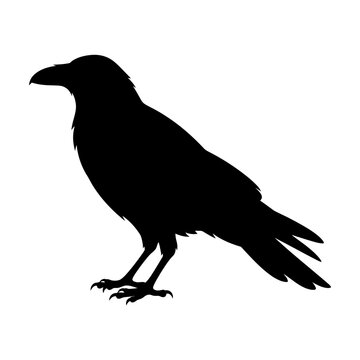 Black crow silhouette, bird icon, raven shape, animal vector isolated on White Background