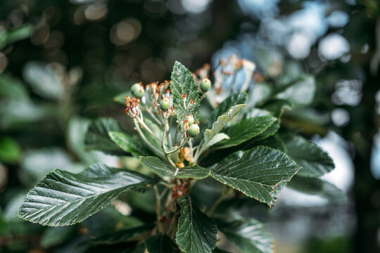 Green leaves with fuzzy white undersides grow on tree branches outdoors. Whitebeam Sorbus Aria Majestica. natural botanical biodiversity and outdoor forest vegetation