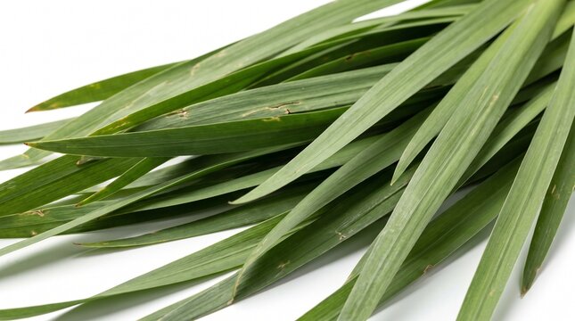 Fresh Green Acorus Calamus Leaves Natural Texture Detail