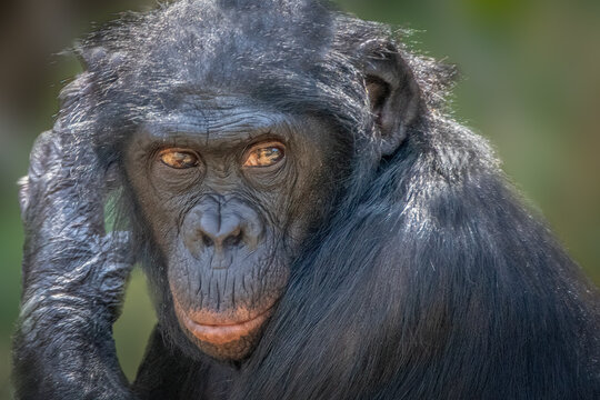 Bonobo chimpanzee portrait looking forward in natural habitat showing contemplative mood and soft lighting