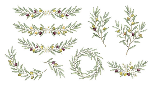 Olive branch wreaths and floral borders transparent PNG clipart set, isolated Mediterranean botanical design elements