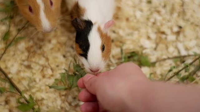 Cute domestic guinea pigs eating fresh green grass from a person's hand in a cage