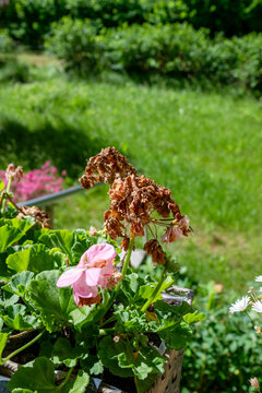Pink geranium flowers with dried blooms in balcony planter needing summer care and deadheading