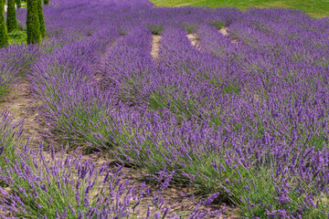 Obraz premium Winding rows of blooming lavender in sunny day close-up
