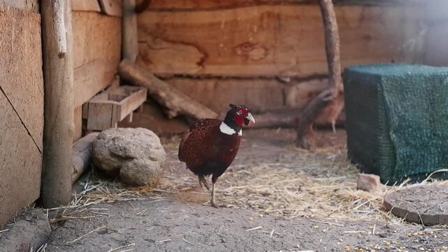 Colorful male common pheasant with bright plumage walking around inside a rustic wooden aviary