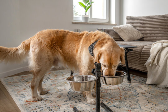 Golden Retriever Dog
