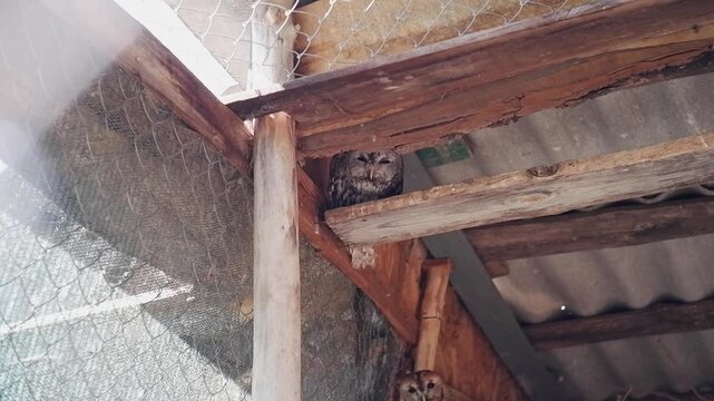 Pair of wild tawny owls looking at the camera while hiding in a rustic wooden aviary