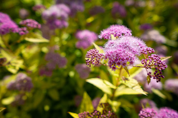 Obraz premium Purple spirea flower clusters among green leaves in natural sunlight. Shallow depth of field, fresh summer garden scene for nature and botanical content.