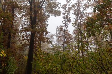 Fototapeta premium Tops of high oaks in forest in foggy autumn morning
